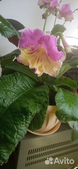 Стрептокарпус,глоксинии,колеусы