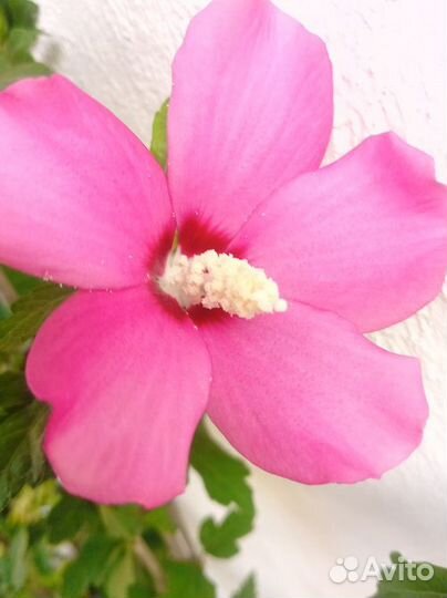 Уличные растения