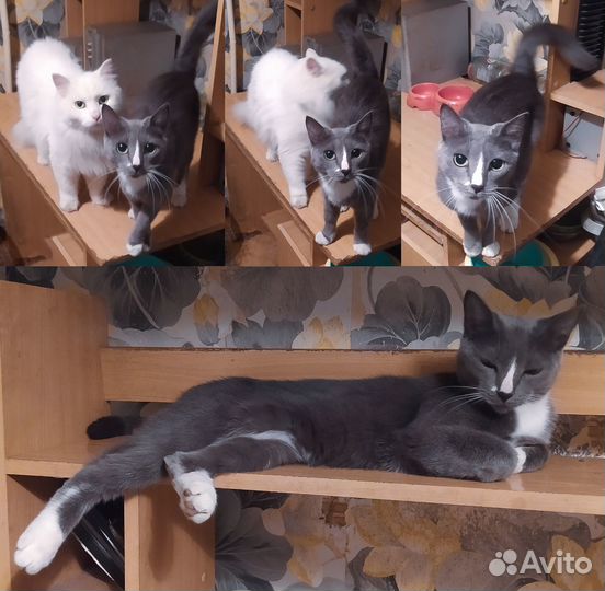 Кошка Роза, серый окрас (как у русской голубой)