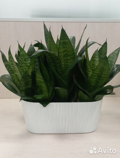 Сансевиерия