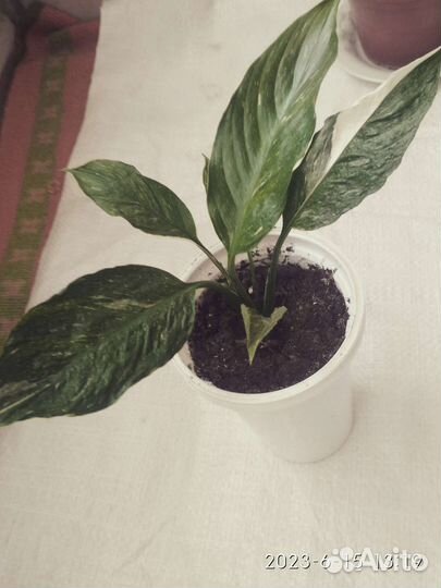 Спатифиллум