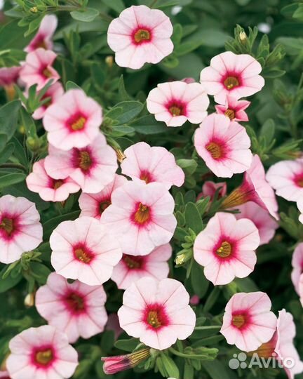 Вегетативная калибрахоа, петунии, сурфинии, петхоа