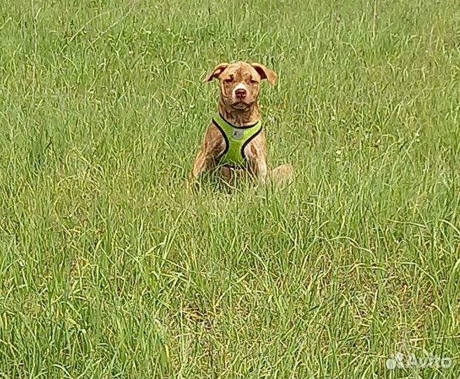 Щенки питбультерьера