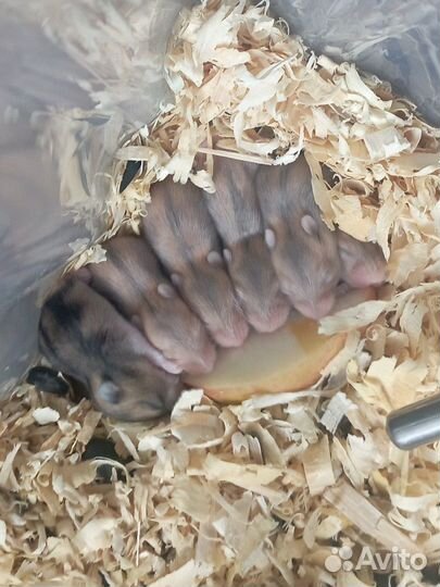 Джунгарский хомяк