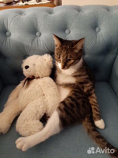 Передержка кошек