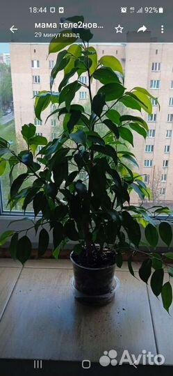 Фикус бенджамина