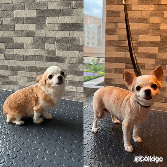 Грумер для собак и кошек