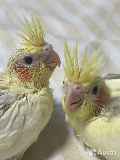 Попугай корелла птенец