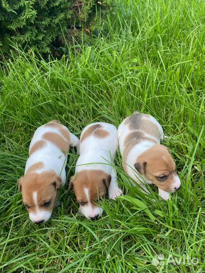 Щенки Джек Рассел терьер гладкошерстный