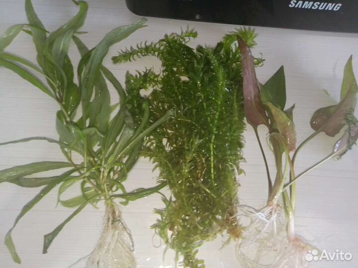 Аквариумные растения