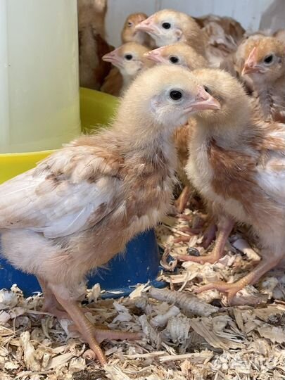 Курочки ломан браун