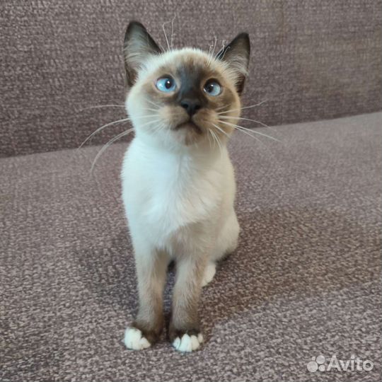 Котята фенотип Сноу Шу