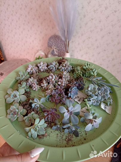 Кактусы и суккуленты