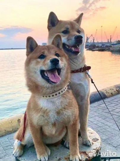 Дрессировка с Передержкой у Кинолога