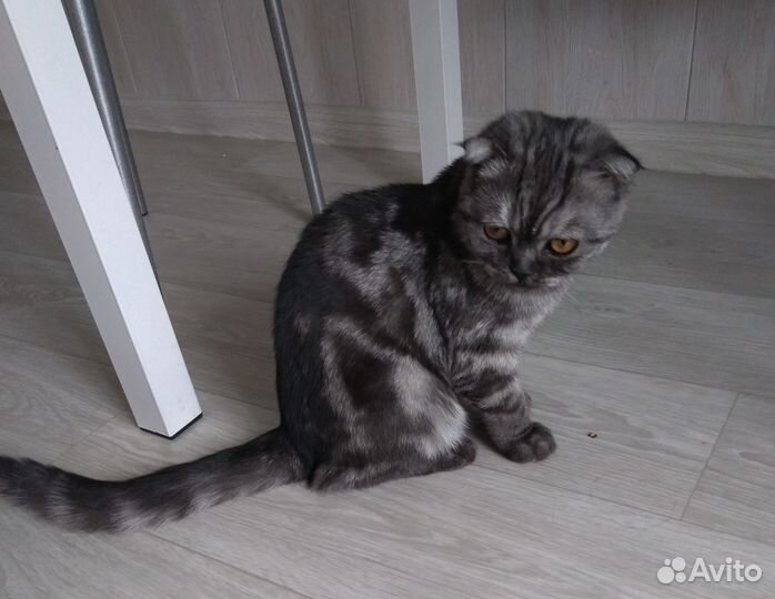 Продам :шотландская вислоухая кошечка 5 месяцев