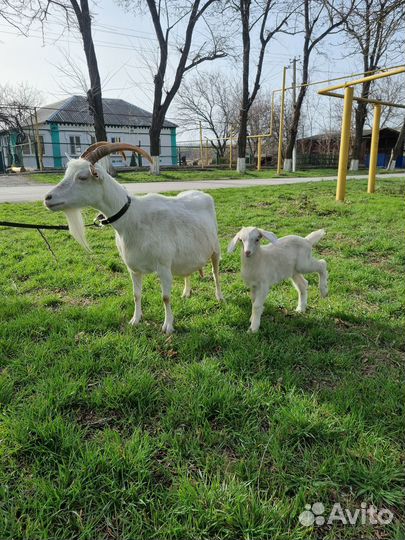 Заано- нубийские козлята. Козлики и козочки