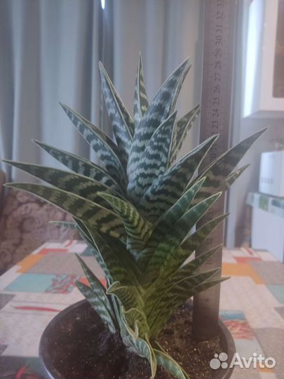 Алоэ пёстрое