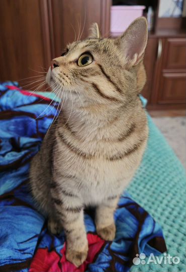 Шотландский метис