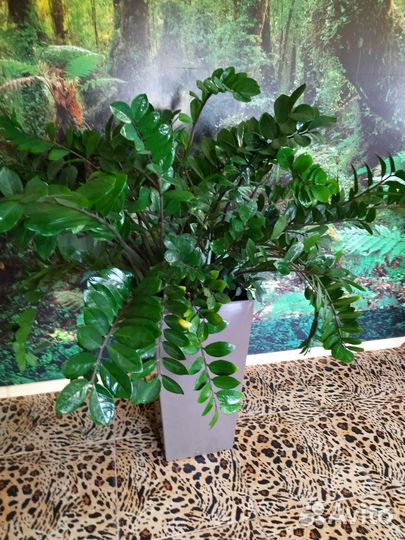 Замиокулькас