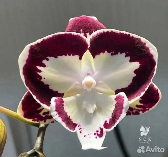 Орхидея Дхарма