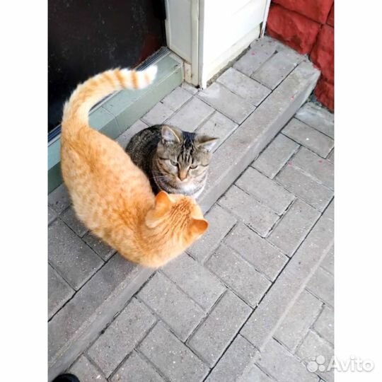 Рыжик котик в добрые руки