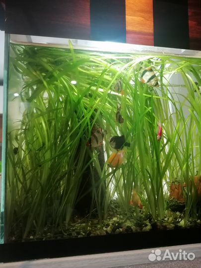 Валеснерия