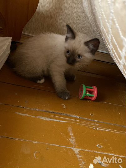 Котята в добрые руки даром