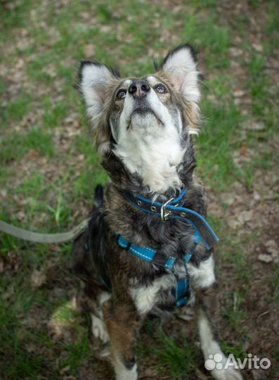 Собака небольшого размера ждёт в приюте