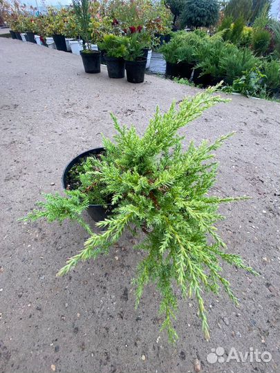 Можжевельник С3 контейнер в ассортименте