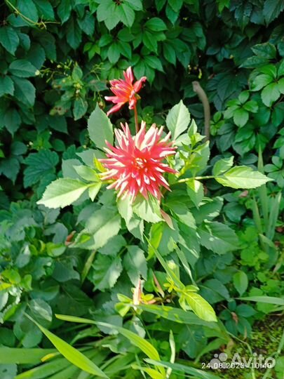 Георгины клубни