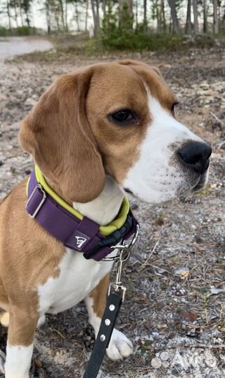 Ошейник широкий