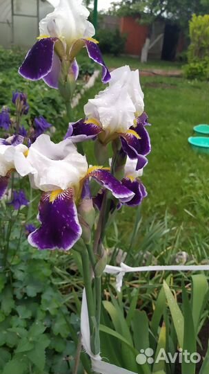 Ирисы бородатые сортовые