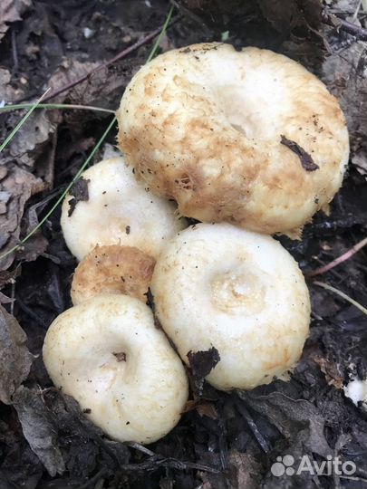 Грибы сырые грузди соленые