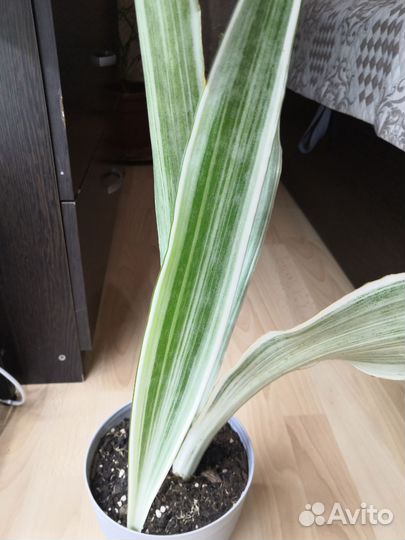 Сансевиерия сортовая