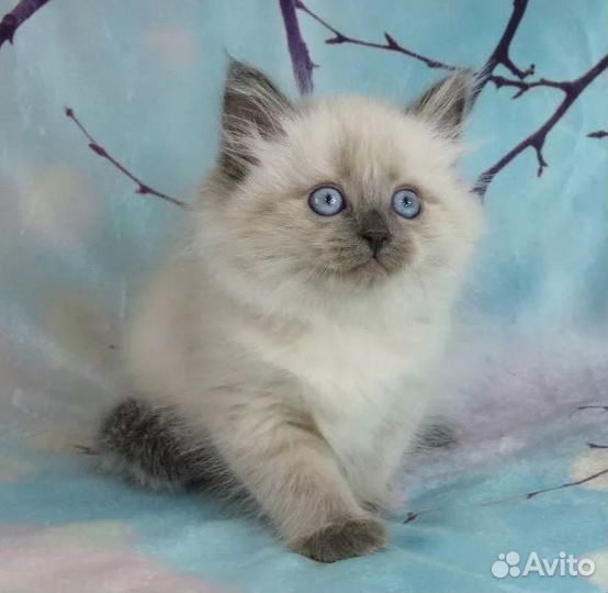 Сибирские Невские маскарадные котятки