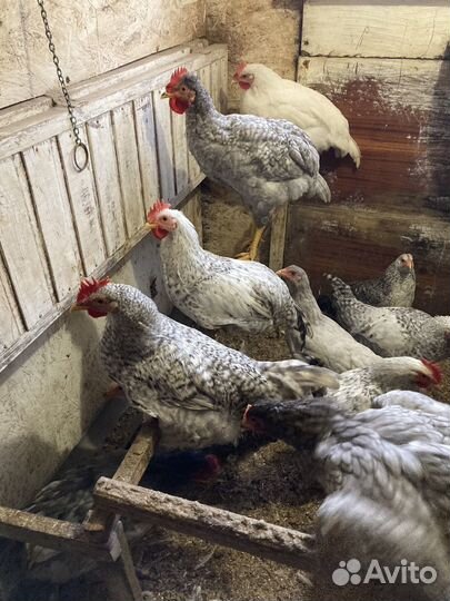 Молодые петушки