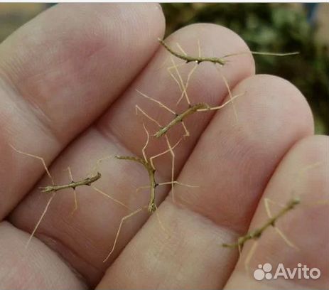 Аннамский палочник - совсем как огуречик. добрые