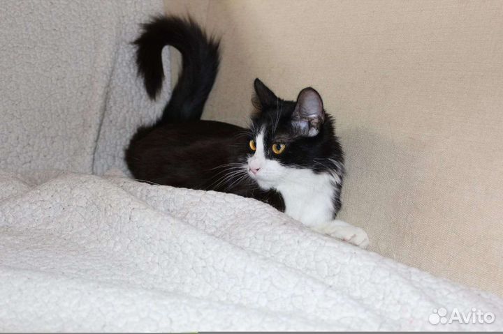 Кошечка ищет дом