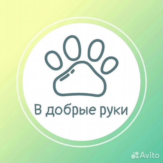 Лабродор щенок (с особеностью)