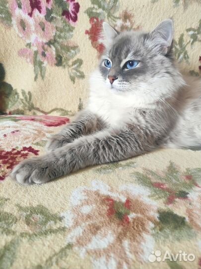 Кот вязка