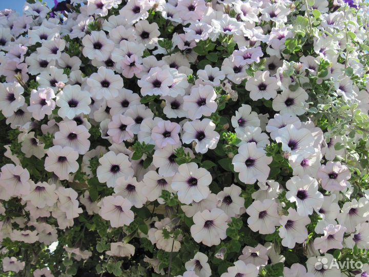 Рассада однолетних цветов