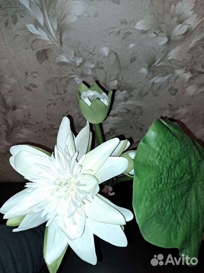 Искусственный гиппиаструм из икеа