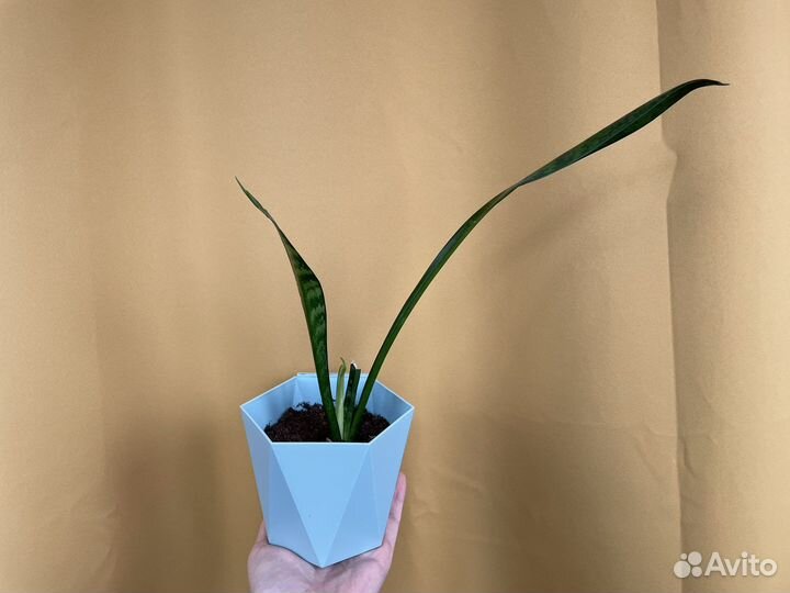 Сансевиерия лауренти и зейланика