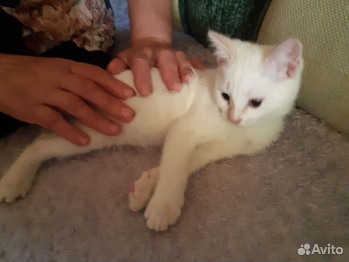 Кошка
