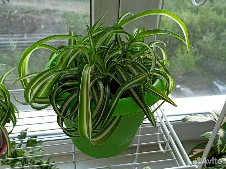 Хлорофитум Бонни