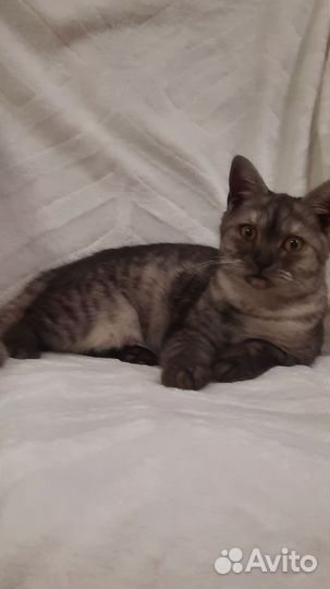 Шотландская