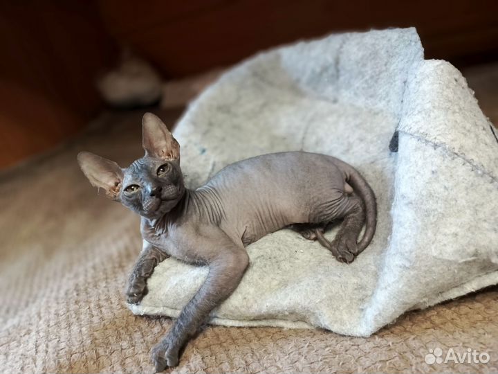 Донской сфинкс