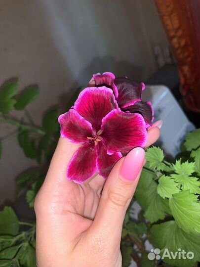 Пеларгония герань