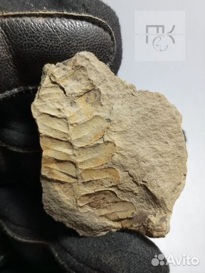 Большая веточка папоротника окаменелость