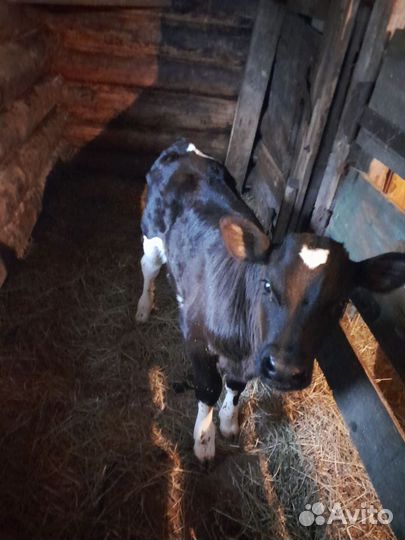 Телята бычки